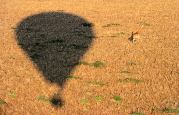 Photograph Juan Luis Duran Giraffe From Above on One Eyeland